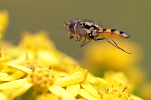 Hover Fly (Melangyna viridiceps) (Melangyna viridiceps)